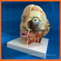 Science Supplies Human Head Brian Anatomical Model